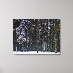 Kiefernwald mit Schnee - Zypern Leinwanddruck