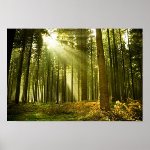 Kiefernwald mit Sonnenschein Poster