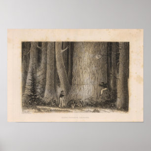 Kiefernwald, Oregon Poster