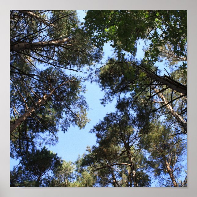 Kiefernwaldddach Poster (Vorne)