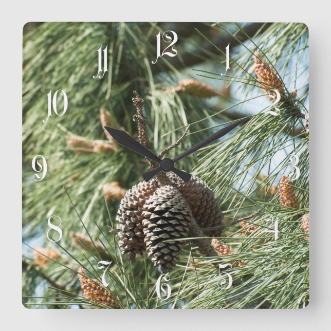 Kiefernzapfen auf einem Baum Quadratische Wanduhr (Vorderseite)