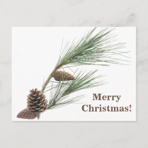 Kiefernzweig mit den Kegel Postkarte