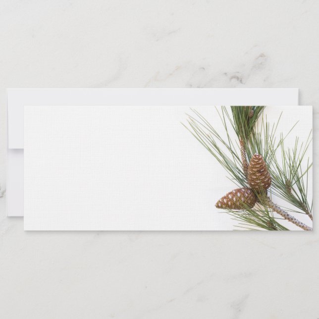 Kiefernzweig und -kegel (Vorderseite)