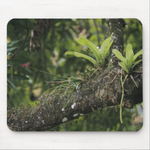 Kieferrosa, Bletia purpurea, blühend auf Mango Mousepad