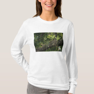 Kieferrosa, Bletia purpurea, blühend auf Mango T-Shirt