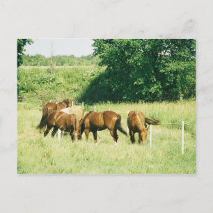 Kiesel, Lady, Zucker, Limited und Hüftpflaster Postkarte