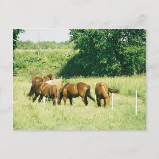 Kiesel, Lady, Zucker, Limited und Hüftpflaster Postkarte