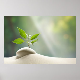 Kiesel Pflanze Ruhe Friedliche Natur Poster