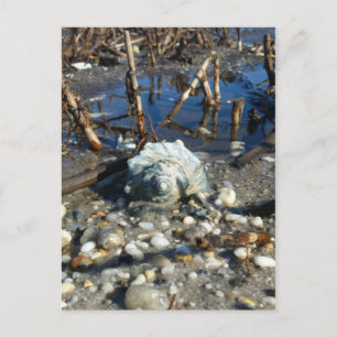 Kiesstrand 2 postkarte