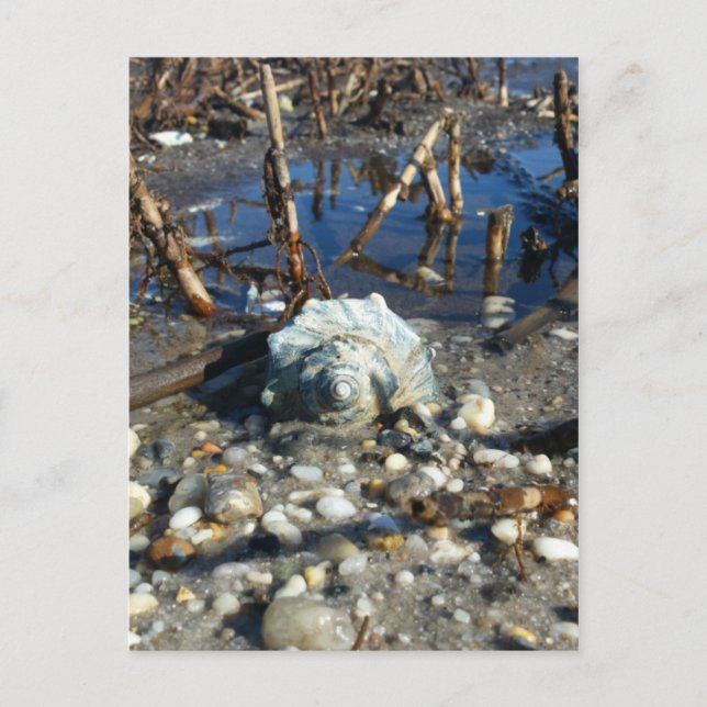 Kiesstrand 2 postkarte (Vorderseite)