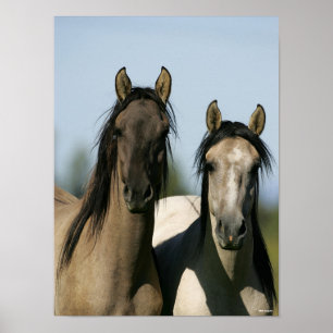 Kiger Mustang Horses Stehende Headshots Poster