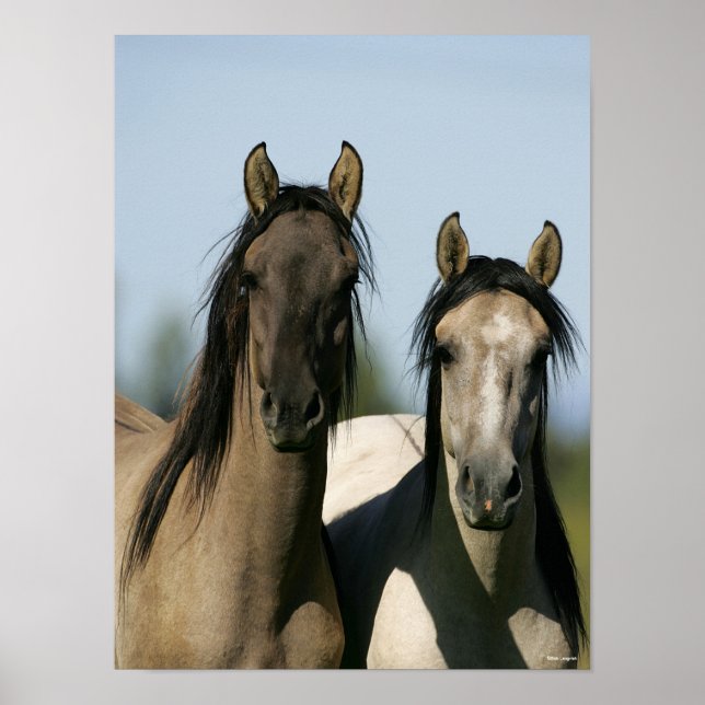 Kiger Mustang Horses Stehende Headshots Poster (Vorne)