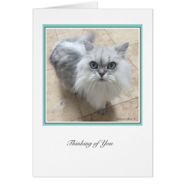 KiKi Ciollection # 2 (Vorne)