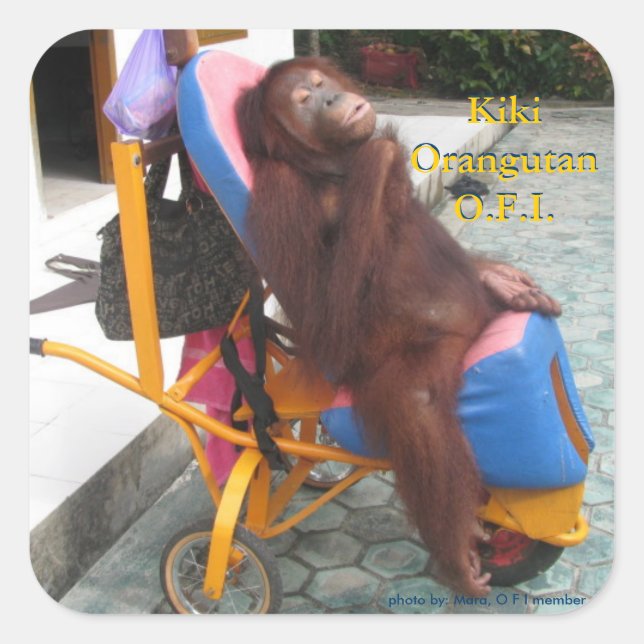 KiKi Orangutan im Rollstuhl Quadratischer Aufkleber (Vorderseite)