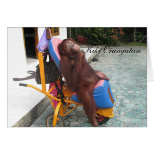 KiKi Orangutan SFI-Wohltätigkeit