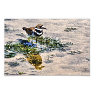 Kildeer im Wasser Fotodruck