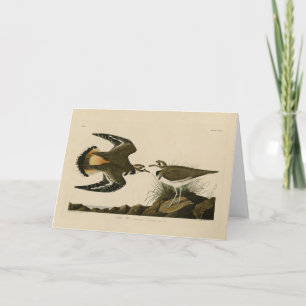 Kildeer Plover (Killdeer) Audubon Birds of America Karte