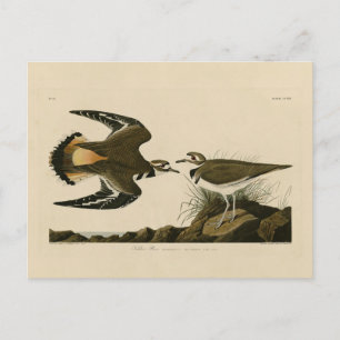 Kildeer Plover (Killdeer) Audubon Birds of America Postkarte
