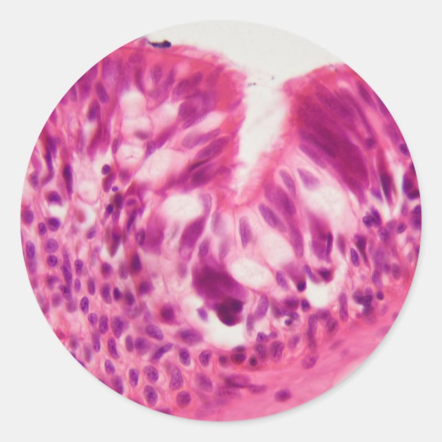 Kiliertes Epithel unter dem Mikroskop. Runder Aufkleber (Vorderseite)