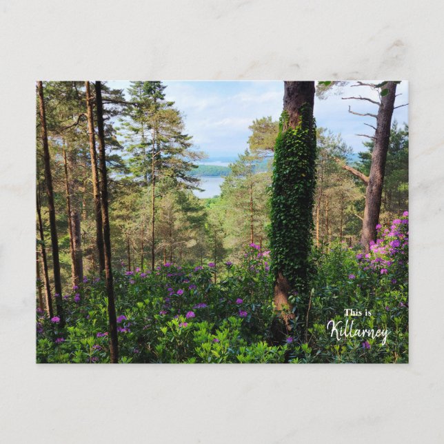 Killarney - Irland Postkarte (Vorderseite)