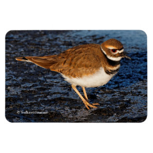 Killdeer auf den Icy Mudflats Magnet