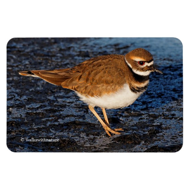 Killdeer auf den Icy Mudflats Magnet (Horizontal)