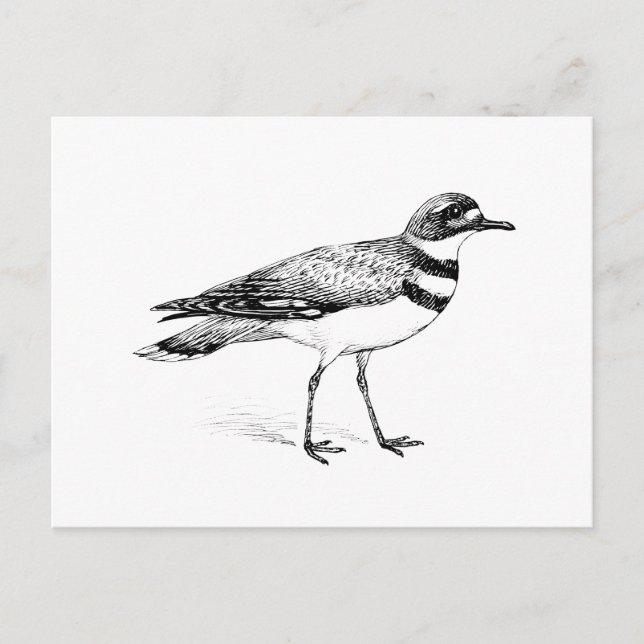 Killdeer Bird Sketch Postkarte (Vorderseite)