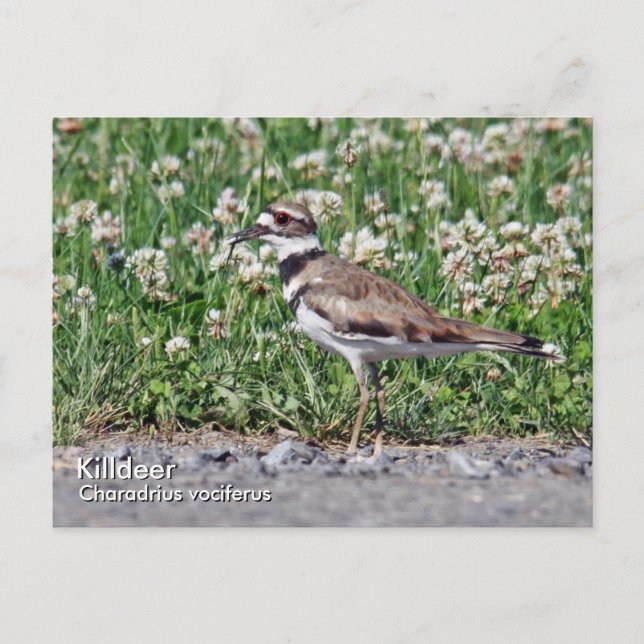 Killdeer Postkarte (Vorderseite)