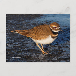 Killdeer Shorebird auf Icy Mudflats Postkarte