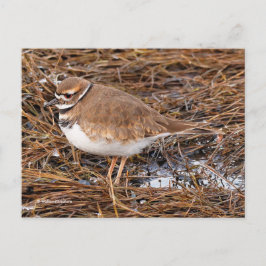 Killdeer Shoreird in Gefrierpuppen Postkarte