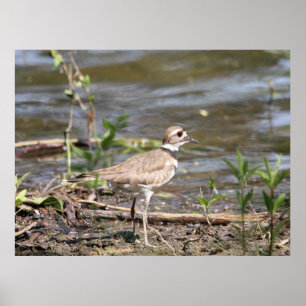 Killdeer-Vogel Poster