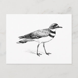 Killdeer-Vogel-Skizze Postkarte