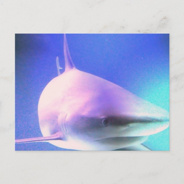 Killer Shark Postcard Postkarte (Vorderseite)