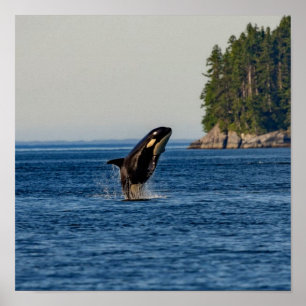 Killer Whale Breaching out of Ocean Water Poster