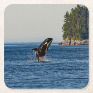 Killer Whale Breaching out of Ocean Water Rechteckiger Pappuntersetzer
