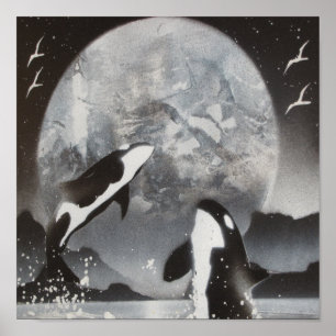Killer Whale Gerahmt Poster
