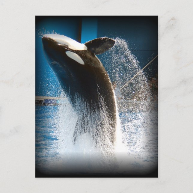 Killer Whale Jumping Postkarte (Vorderseite)