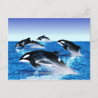 Killer Whale Pod