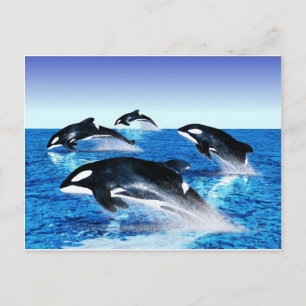 Killer Whale Pod Postkarte