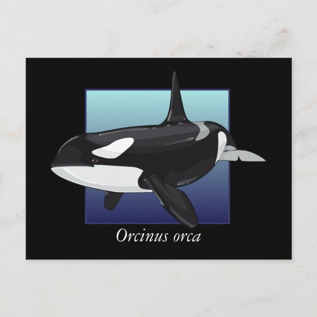 Killer Whale Postcard Postkarte (Vorderseite)