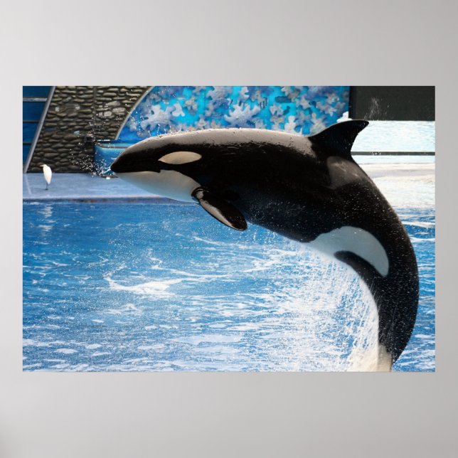 Killer Whale Poster (Vorne)