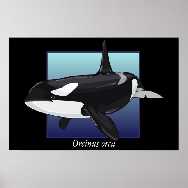 Killer Whale Poster (Vorne)