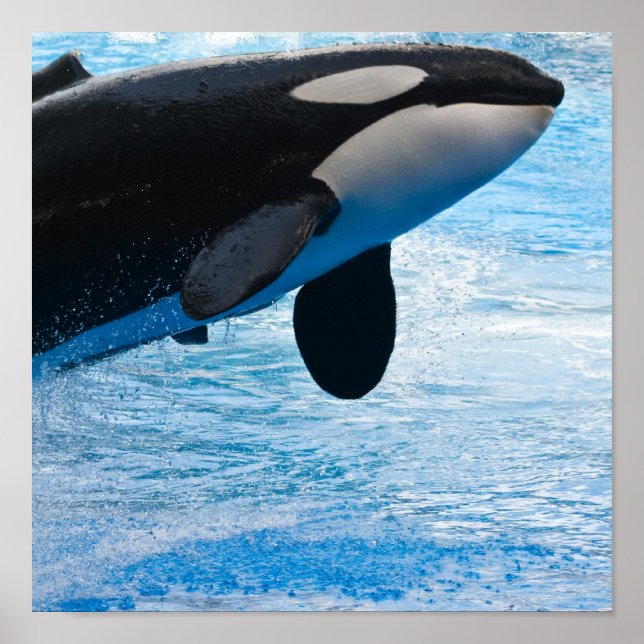 Killer Whale Print Poster (Vorne)