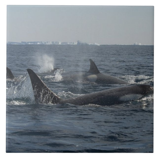 Killerwal Fliese (Vorderseite)