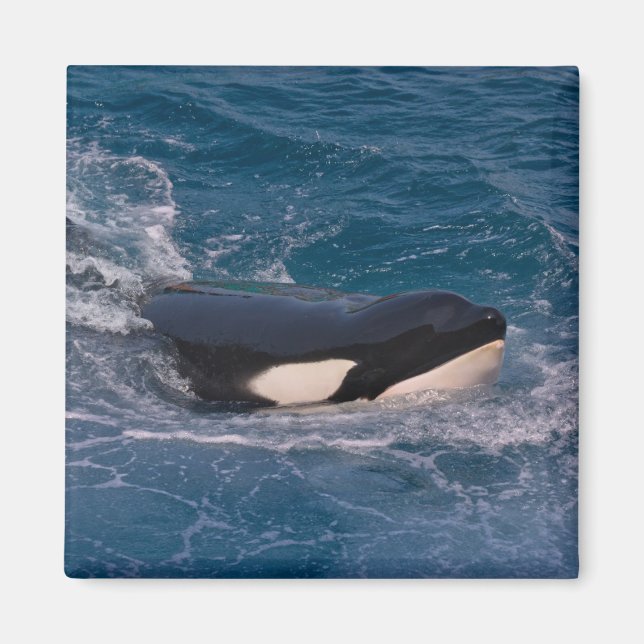 Killerwal Magnet (Vorne)