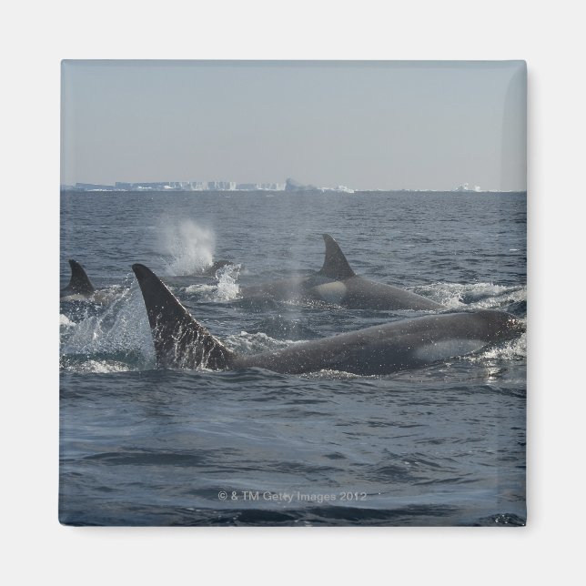 Killerwal Magnet (Vorne)