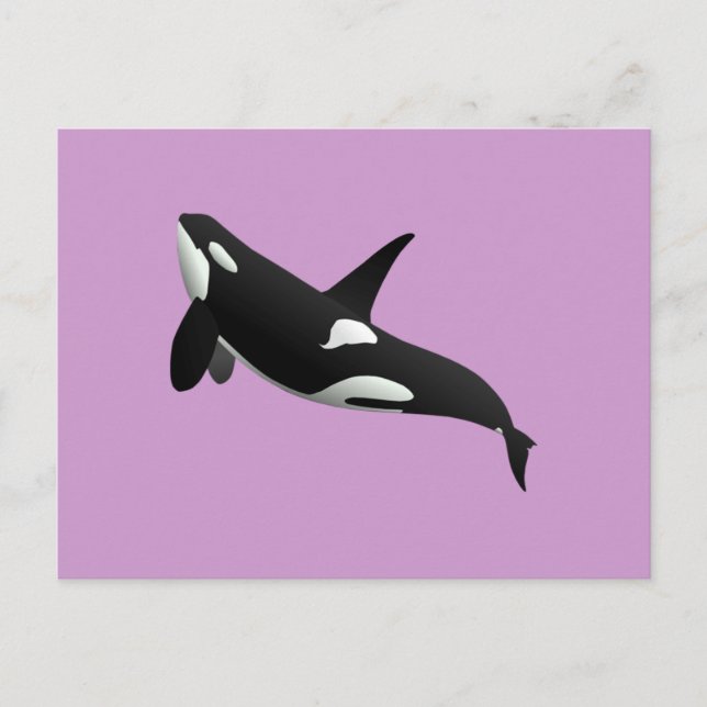 Killerwal, Orcinus Orca Postkarte (Vorderseite)