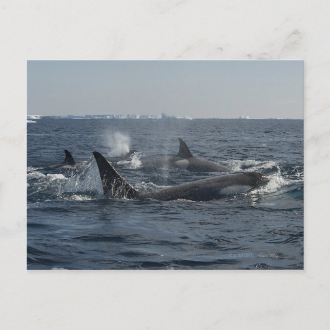 Killerwal Postkarte (Vorderseite)