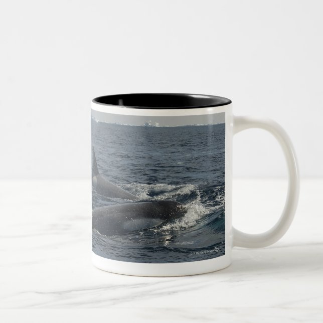 Killerwal Zweifarbige Tasse (Rechts)