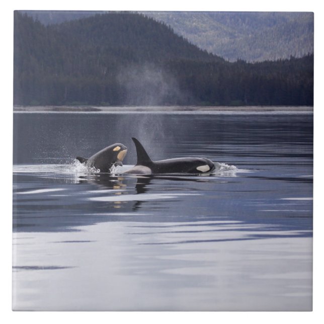 Killerwale Fliese (Vorderseite)